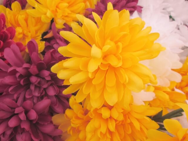 吉田町の花キク