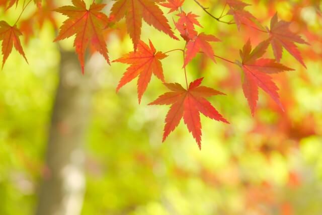 横浜市緑区の木モミジ