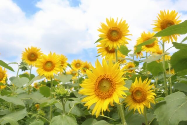 さいたま市南区の花ひまわり