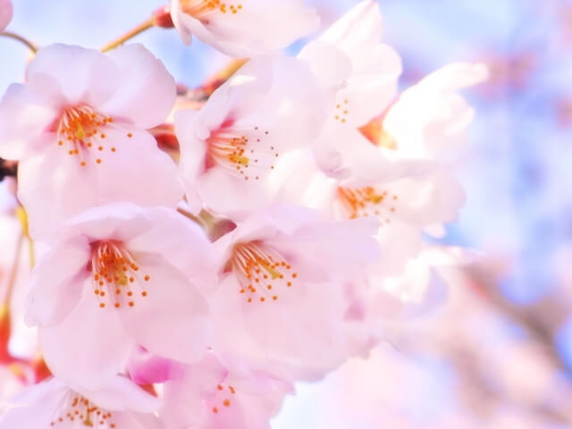 横浜市戸塚区の花サクラ