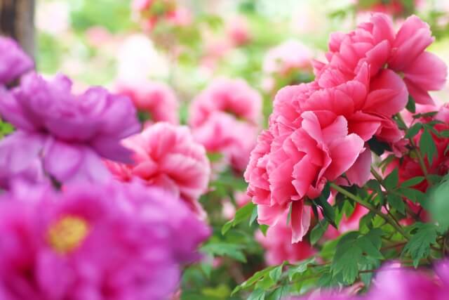 須賀川市の花ボタン
