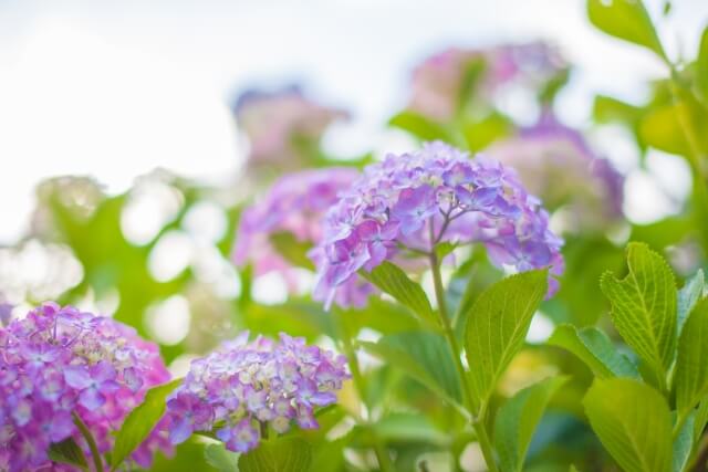 瑞穂市の花アジサイ