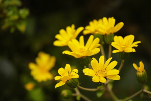 松崎町の花ツワブキ