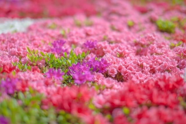 各務原市の花ツツジ