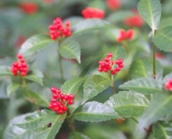 神栖市の花センリョウ