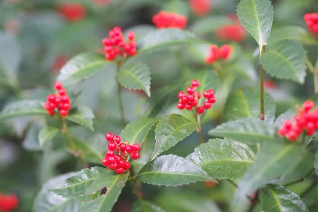 神栖市の花センリョウ