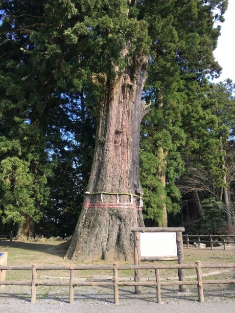 鴨川市の清澄寺の千年杉