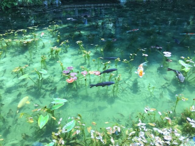 関市のモネの池