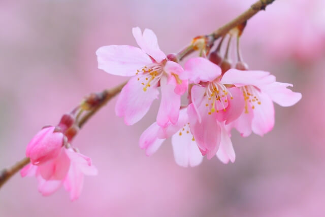 鏡石町の木しだれ桜
