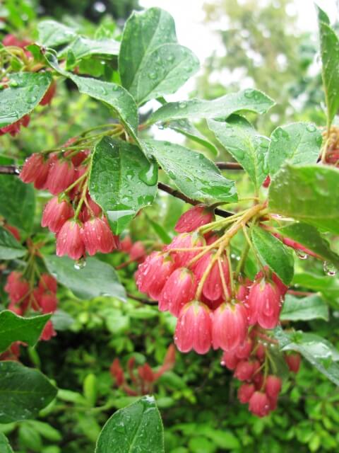 川内村の花サラサドウダン