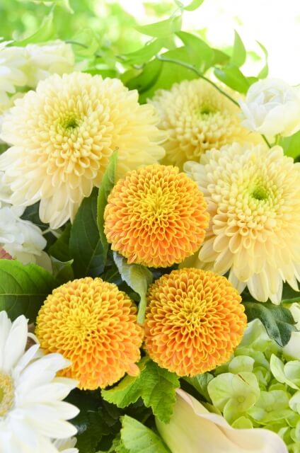 岐南町の花キク