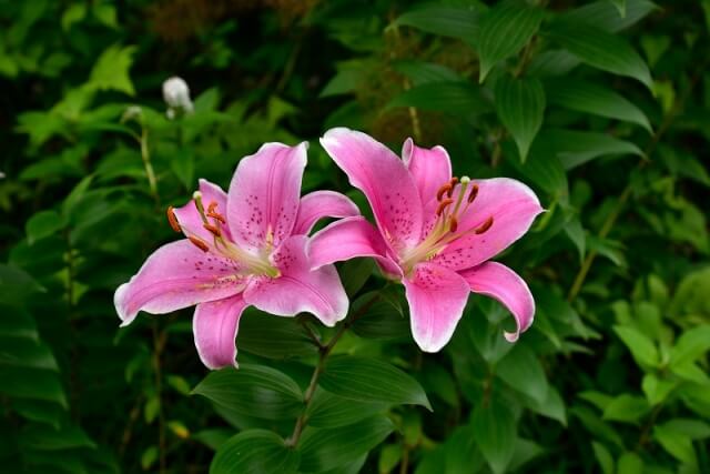 鮫川村の花ヤマユリ