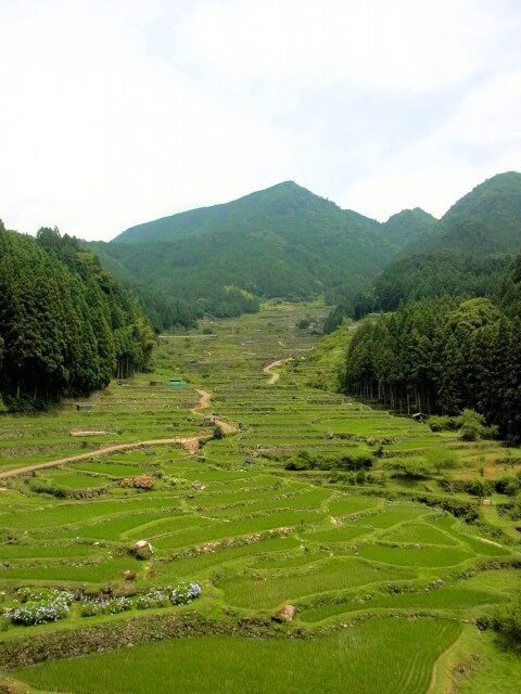 新城市棚田の風景
