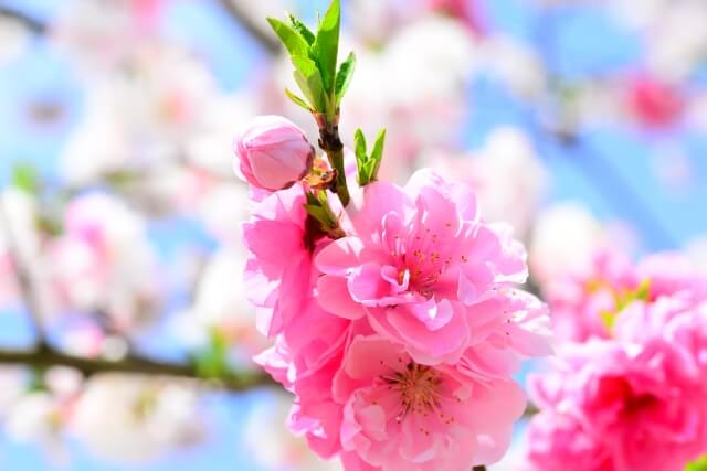 名取市の花ハナモモ