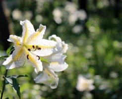 塩谷町の花ヤマユリ