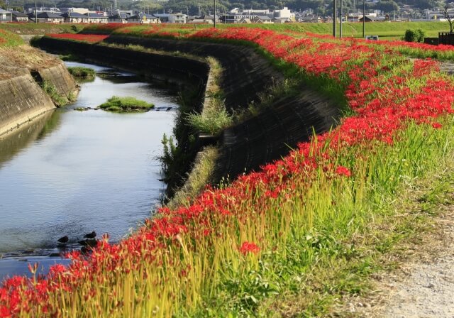 半田市の彼岸花の川沿い