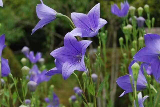 山県市の花キキョウ