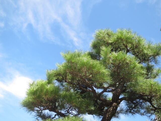 松崎町の木マツ