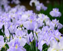 潮来市の花アヤメ