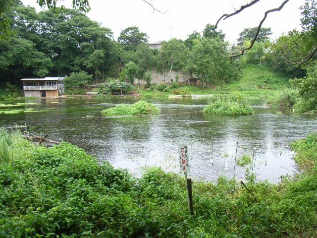 清水町の柿田川