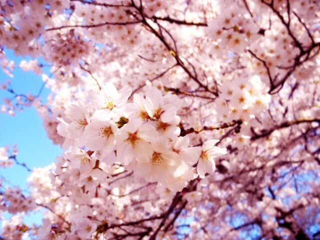 瑞穂市の木サクラ