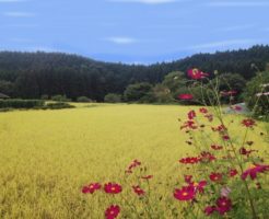 矢板市の八方ヶ原