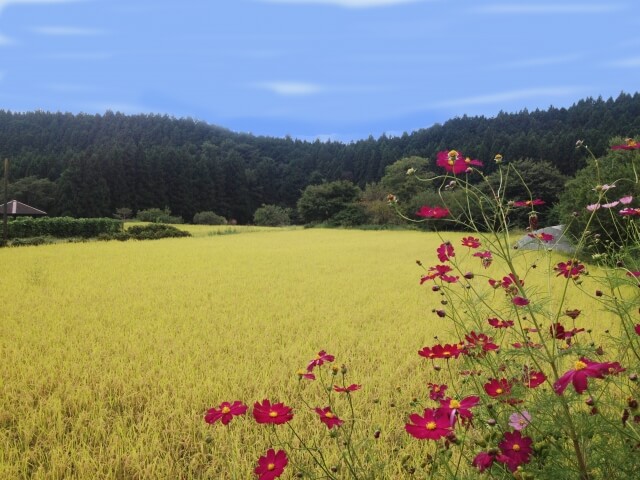 矢板市の八方ヶ原