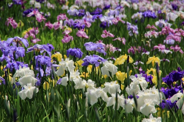 碧南市の花ハナショウブ2