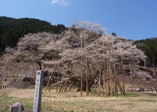 本巣市の根尾谷淡墨桜