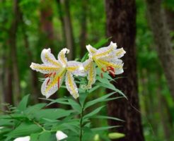 行方市の花ヤマユリ