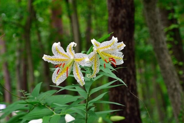 行方市の花ヤマユリ