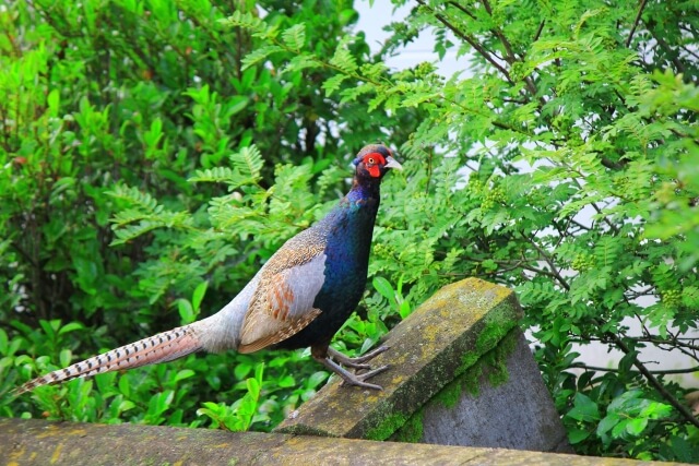 川崎町の鳥キジ