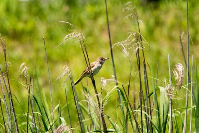 潮来市の鳥ヨシキリ