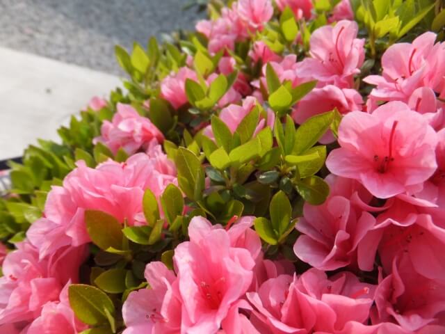 長泉町の花サツキ