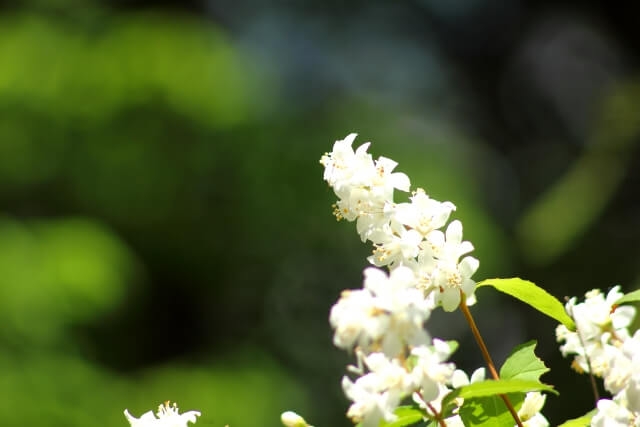 東浦町の花ウノハナ