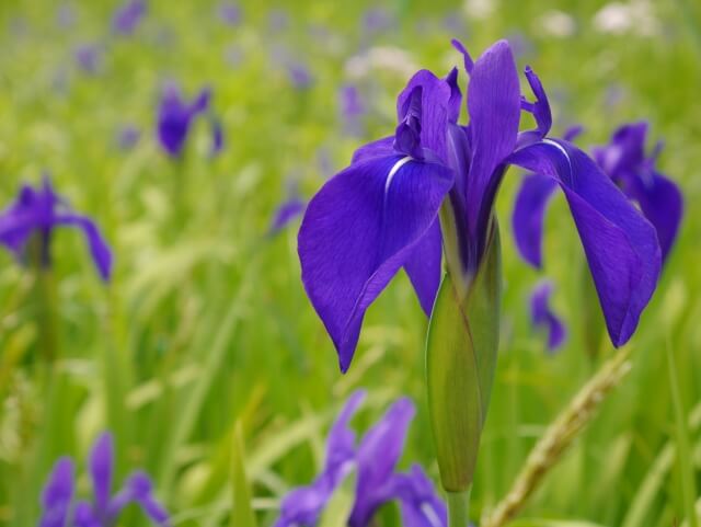 刈谷市の花カキツバタ