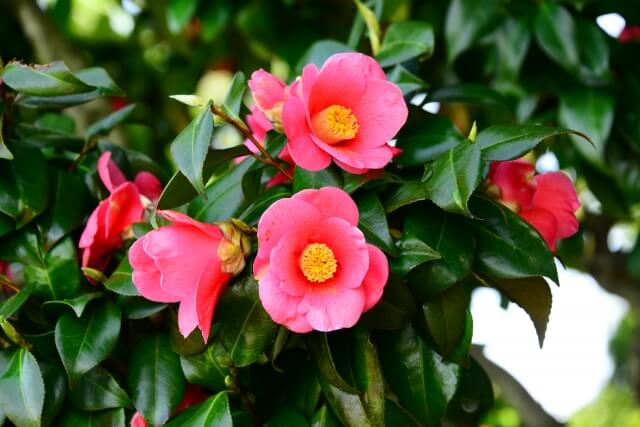 幸田町の花ツバキ