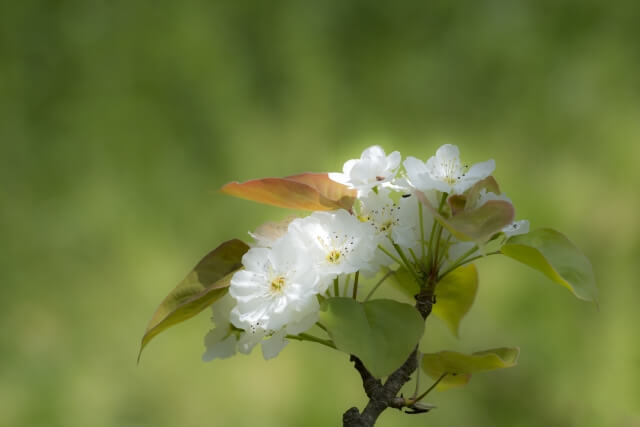 利府町の花ナシ