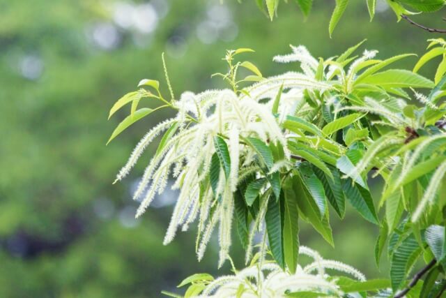 山県市の木クリ