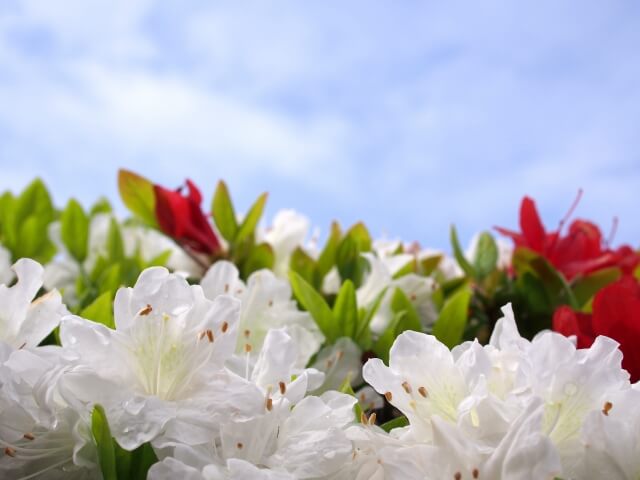 大和町の花ツツジ