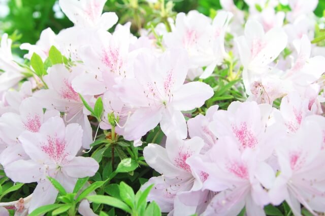 小野町の花ツツジ