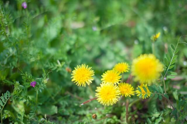 平田村の花たんぽぽ