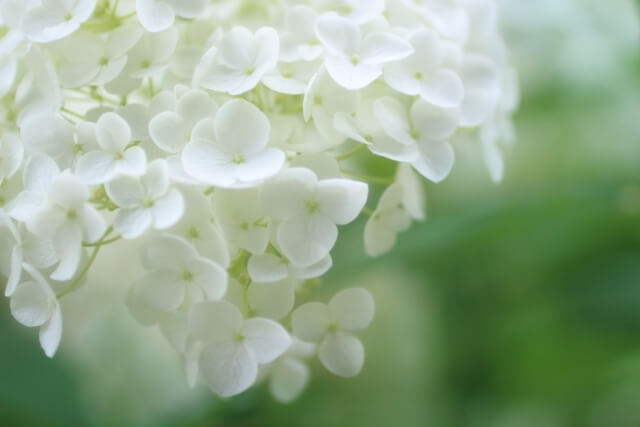 勝浦市の花アジサイ2