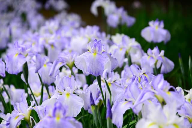 東郷町の花アヤメ
