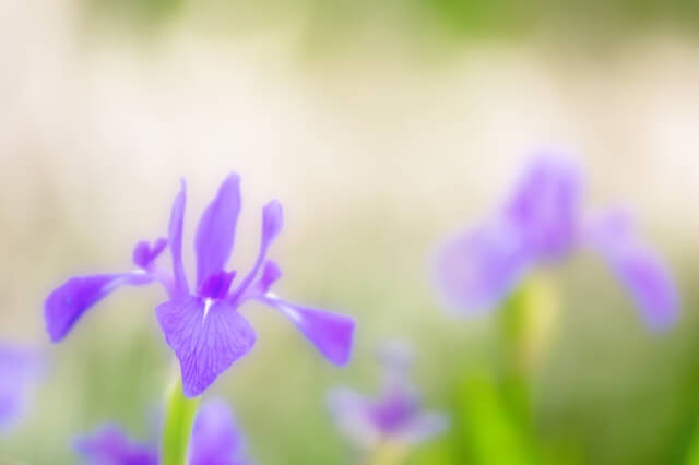 知立市の花カキツバタ