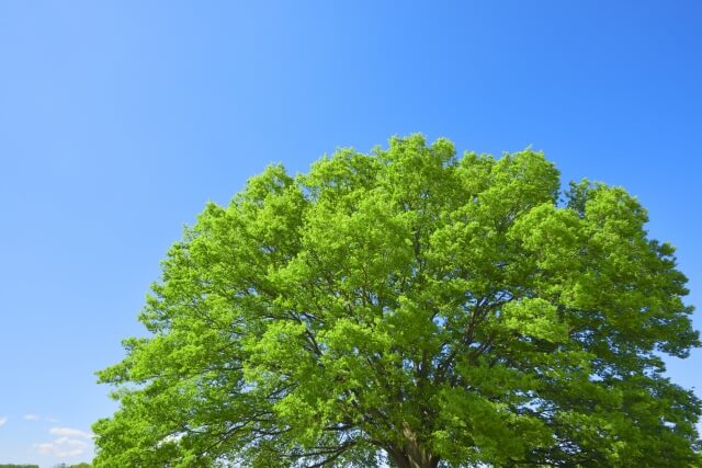 知立市の木ケヤキ
