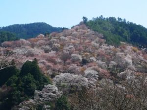 奈良県の吉野桜