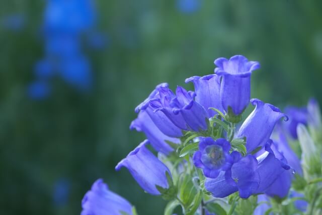 上野原市の花リンドウ