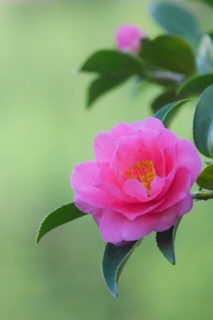 豊山町の花サザンカ2