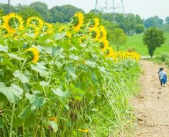 鉾田市の花ヒマワリ